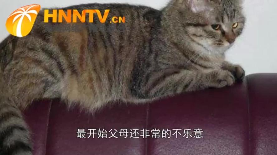 对付猫叫扰民最好方法？（养猫夜晚很吵）