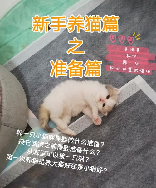 配猫需要什么条件？（怎样化解对面养猫）