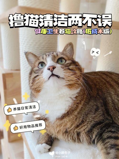 有洁癖养猫后悔吗？（洁癖不让养猫吗）