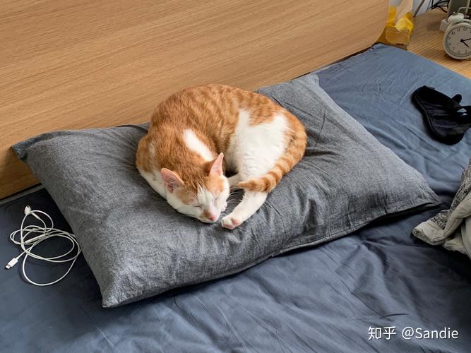 上班族养猫合适吗？（什么工作养猫好呢）