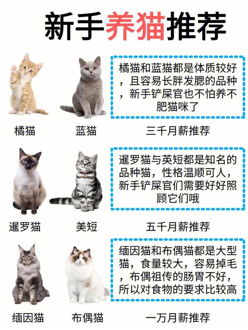 养猫品种推荐？（家庭养猫几个品种）