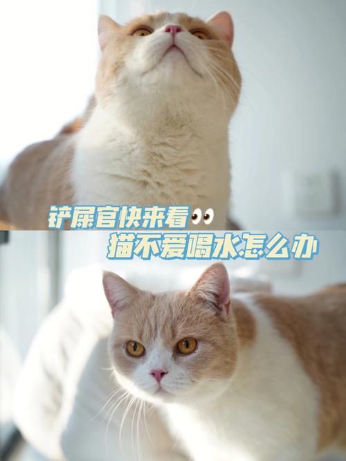 我家猫这两天不吃饭，光喝水，精神不好，是怎么回事？（梦到养猫没有食物）