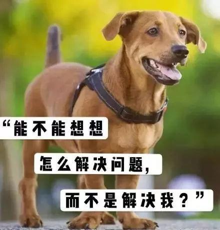 土狗文案短句干净治愈？（养狗词）