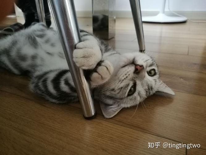 我家住三楼能养小猫吗?怎么出去玩耍？（入户电梯养猫好吗）