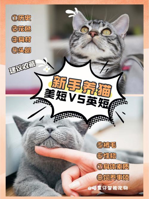 如何让猫神快速喜欢你？（美短情侣养猫）