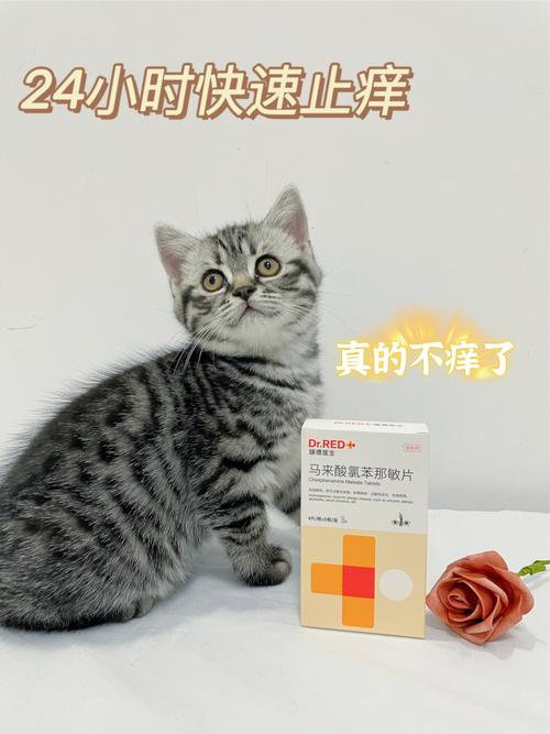 养猫怎样能让自己身上不过敏长痘痘？（养猫人会得痤疮）