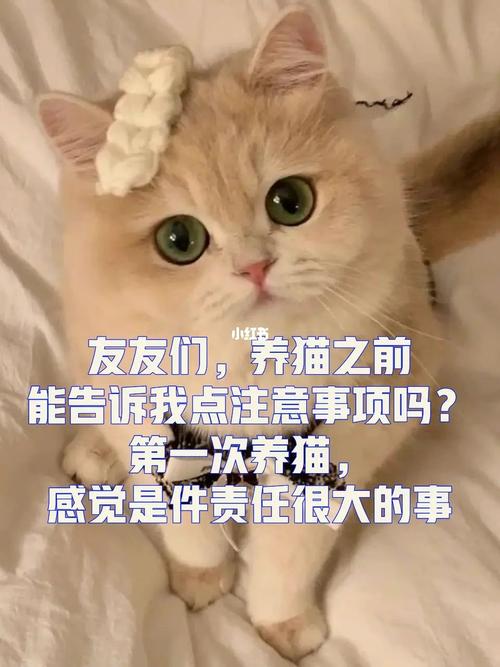 为什么房东大多都不愿意住户养猫？（房东不给养猫）