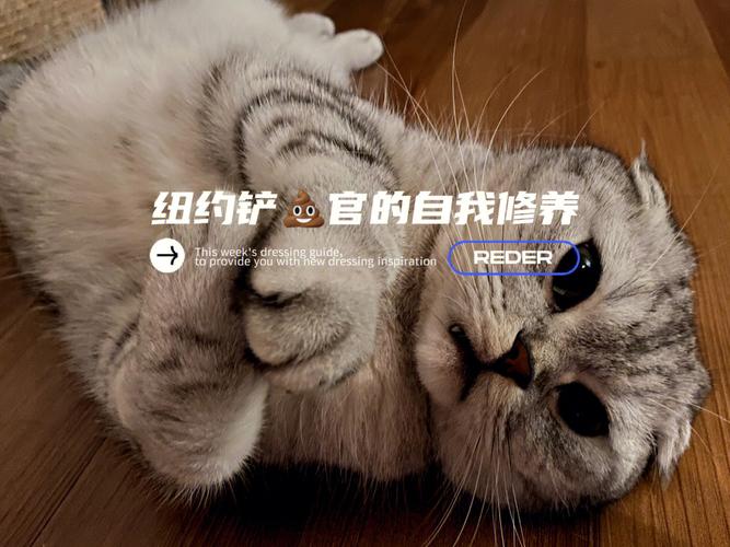 pet是什么意思？（养猫充满惊喜英文）