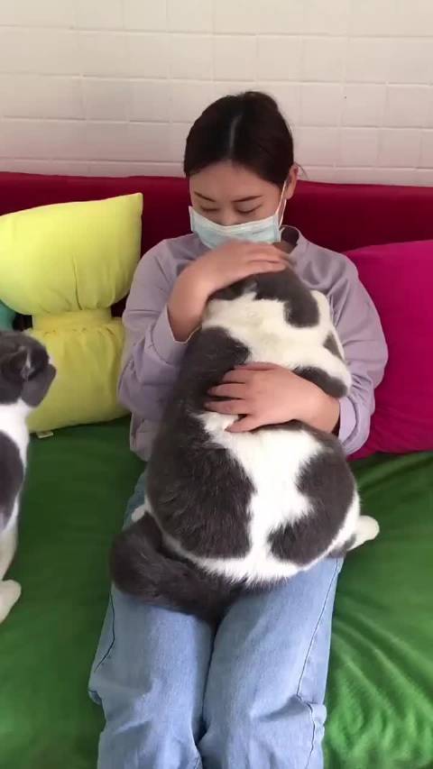 喂猪可以养猫吗？（女人养猪不想养猫）