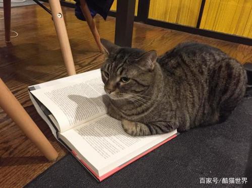 为什么喜欢文学的人都喜欢养猫？（怎么在家静心养猫）