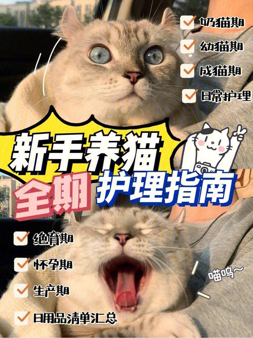 养猫的文案超温柔？（养猫图什么文案）