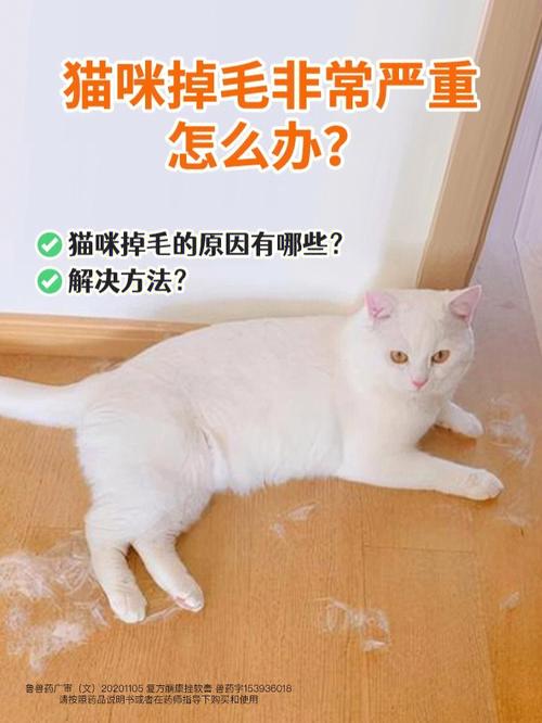 空气中的猫毛怎么处理？（养猫后噩梦少了）