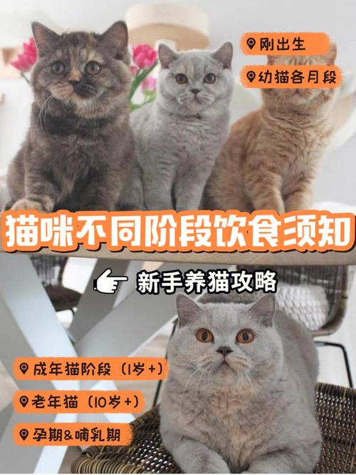 小猫吃面食之类的吗？（猫养猫吃什么）