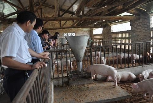 畜禽化尸池建应该怎么做呢？（环保为生猪养殖）