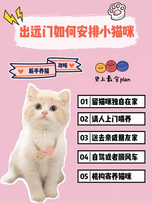 一起养猫咪怎么登录？（养养猫登录不了）