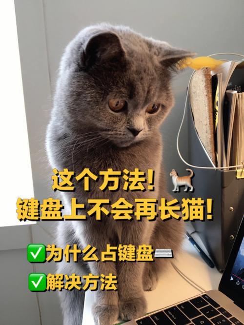 为什么养猫不能超过六年？（键盘上可以养猫）