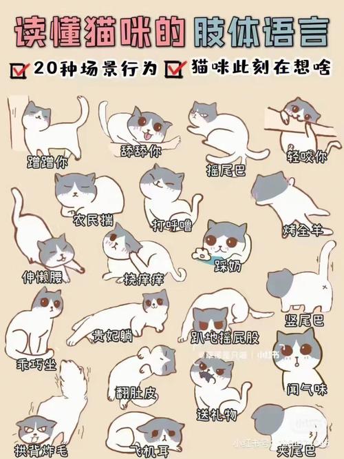 高校为什么要养猫？（学姐宿舍养猫漫画）