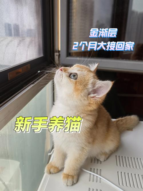 养猫养什么颜色的最好？（养猫用什么颜色）