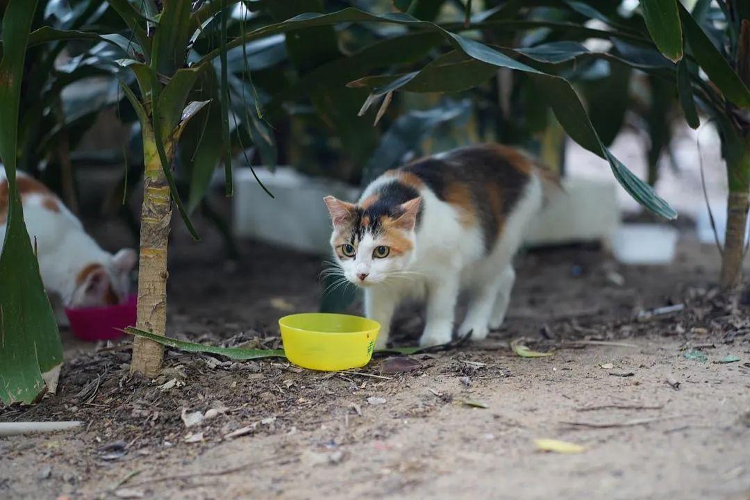 如何让野猫变为乖顺的家养猫？（外国流浪猫养猫）