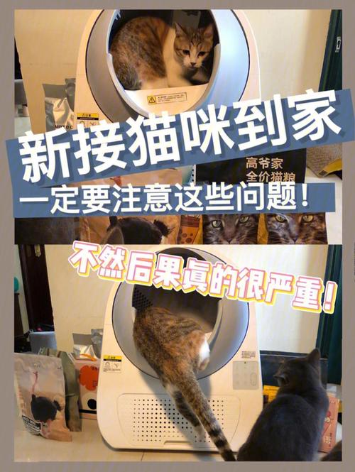 外地养猫过年回家怎么办？（春节在家怎样养猫）