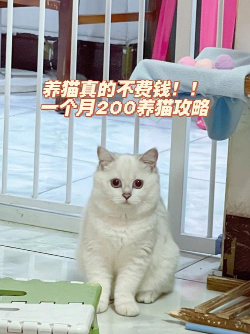 五十元一个月能养一个猫吗？（在家养猫费用）