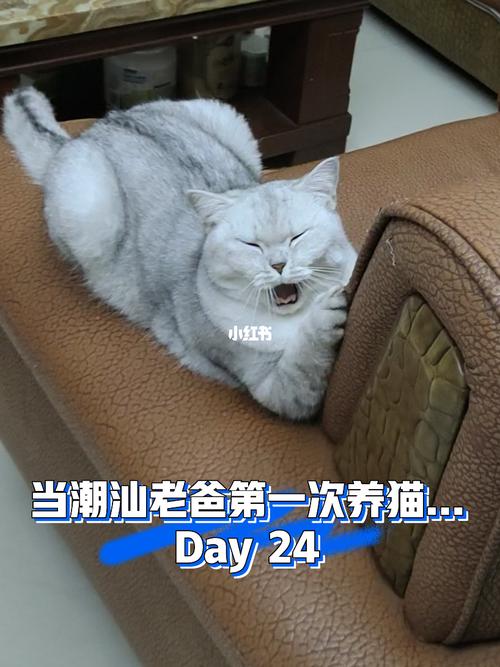 潮汕猫的讲究？（潮汕养猫主播）