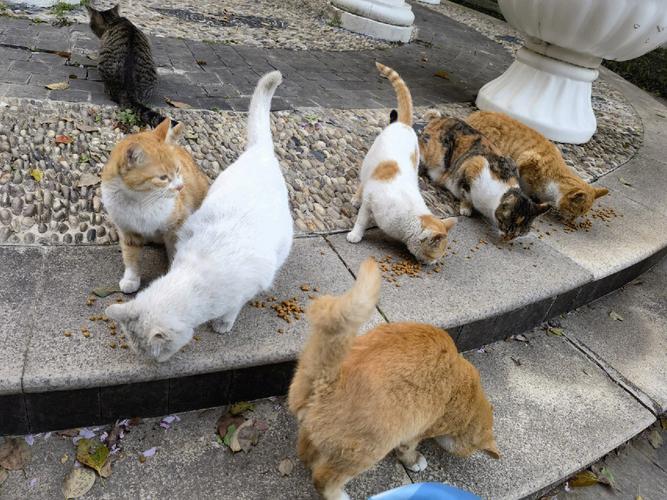 如何带走流浪猫？（怎么抓捕家养猫）