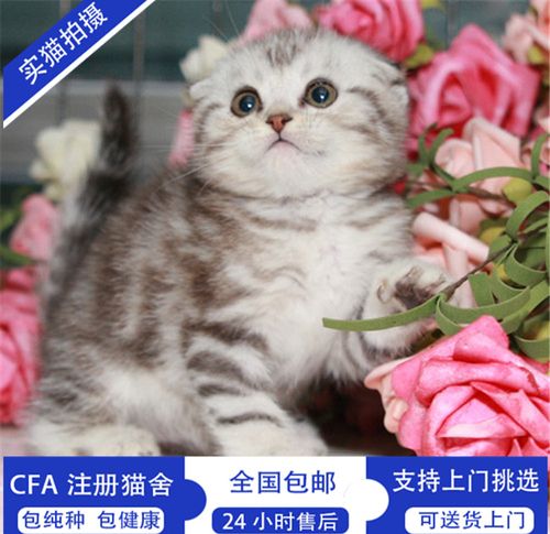 哈尔滨哪有卖苏格兰折耳猫的，大概多少钱？（哈尔滨穷人养猫费用）