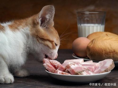 猫咪能不能吃饭？（小伙养猫吃饭照片）