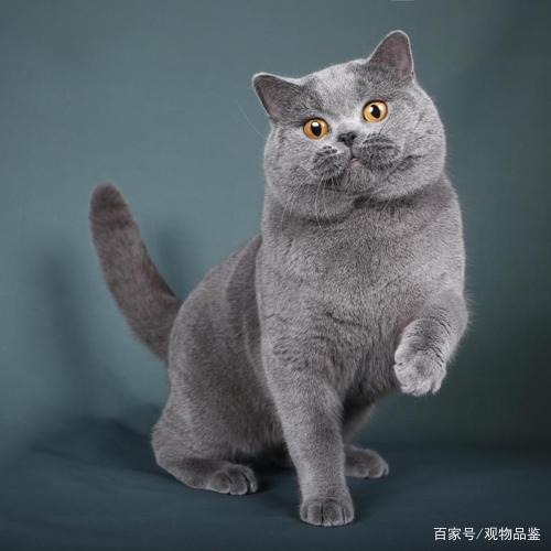 造价猫靠谱吗？（靠什么养猫最好）