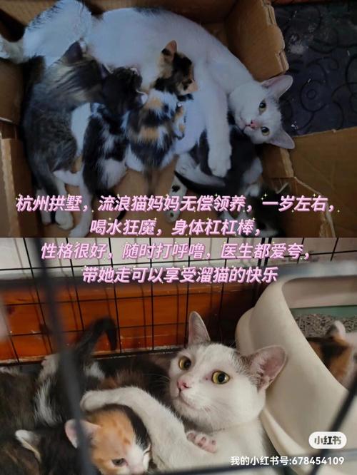 杭州领养子女的地方？（钱塘区领养猫）