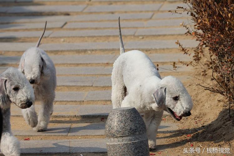 青岛市区可以养什么犬？（青岛养狗）