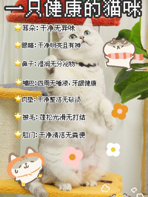 云南省健康猫怎么弄？（微信怎样养猫）