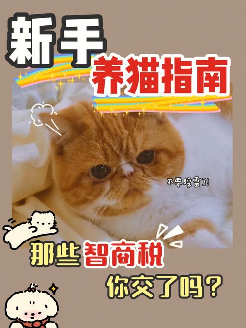 我家小猫害怕我怎么办？（养猫套路大全视频）