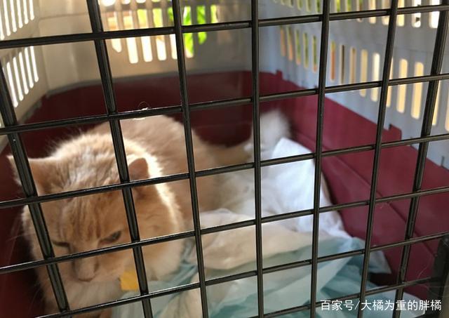 猫咪可以放在笼子里养么？（qq空间养猫咪）