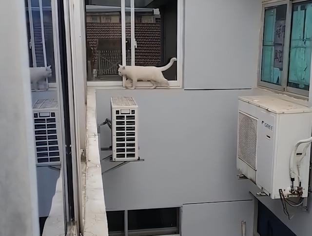 住顶楼猫咪会跳楼吗？（楼顶养猫会跑嘛）