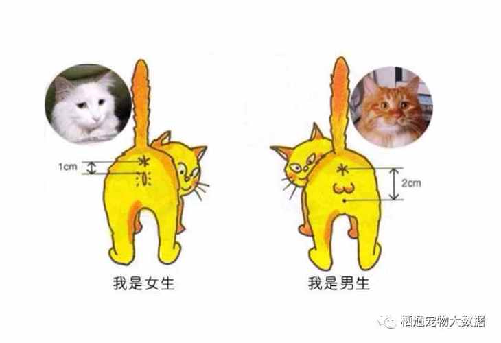 养猫母猫跟公猫的比例？（宠物中养猫比例多大）