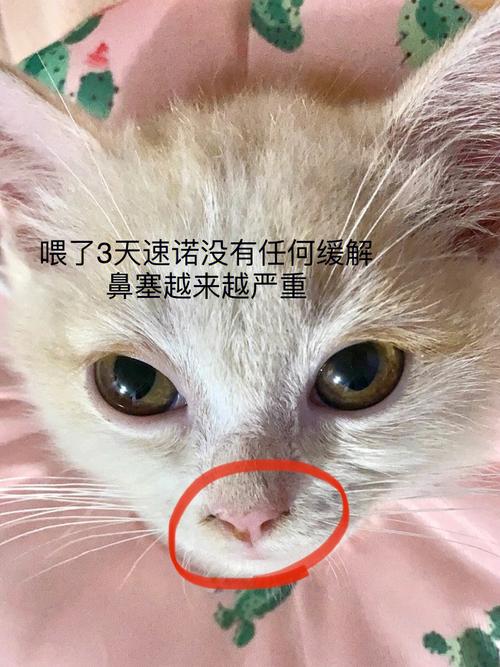 二个月小猫咳嗽打喷嚏流鼻涕一个星期了怎么回事？（养猫过敏咳嗽打喷嚏）