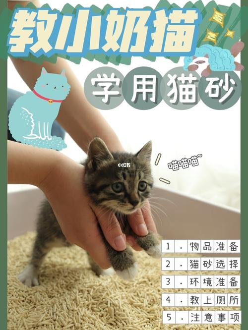 人工养猫的正确方法？（养猫没有奶水怎么养活）