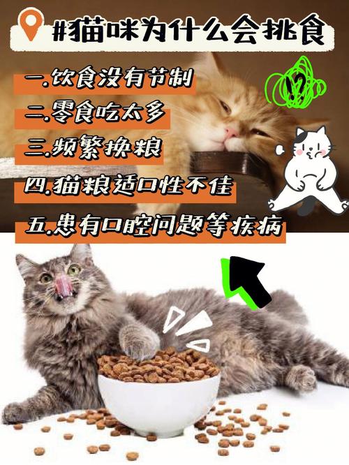 什么猫不挑食？（从小培养猫不挑食）