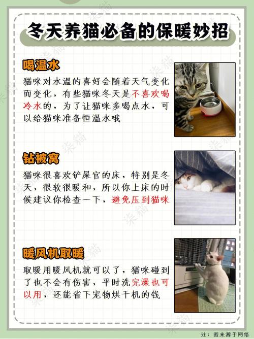 养猫的技巧？（实用养猫小技巧图片）