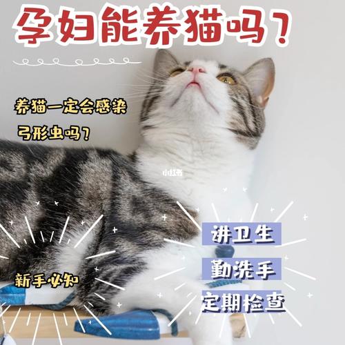 产妇可以养猫吗？（孕妇家里还能养猫吗）