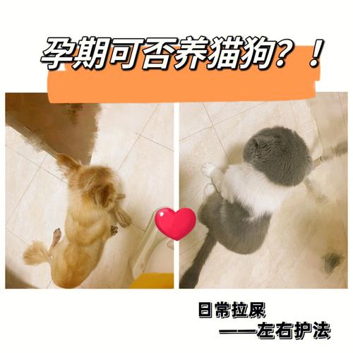 母犬不孕是什么原因，狗狗老是怀不上怎么办？（养猫狗的人不易怀孕）