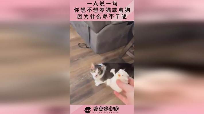 羡慕猫的生活说说？（请不要羡慕养猫的）