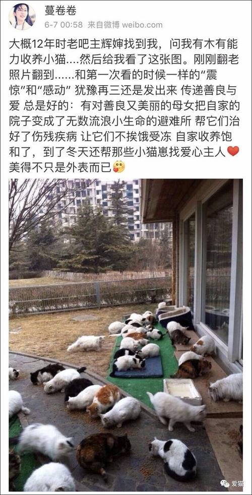 收养的流浪猫欺负家猫怎么办？（平和生孩子领养猫）