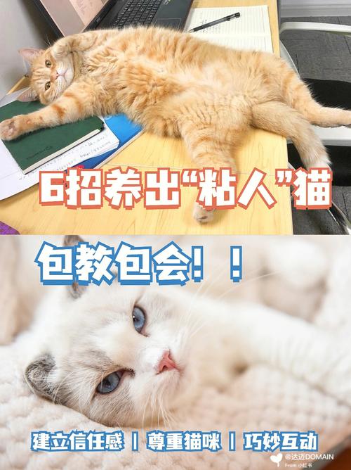 哪种猫很粘人很好看不掉毛？（怎样养猫黏人不掉毛）