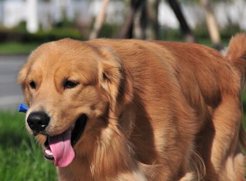 金毛犬如何促进毛发生长和护理？（金毛狗怎么养好皮肤）