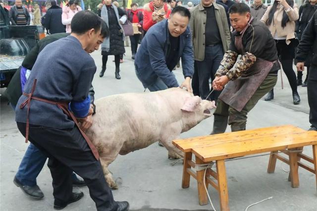 重庆有哪些美食？（涪陵生猪宰杀场）