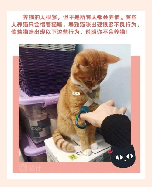 从此我家再不养猫是什么意思？（不想养猫会有什么影响）