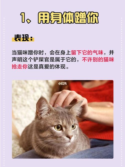 养别人的猫 需要注意？（如何对待养猫行为的人）